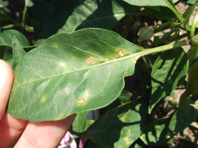 Vizuelni pregled