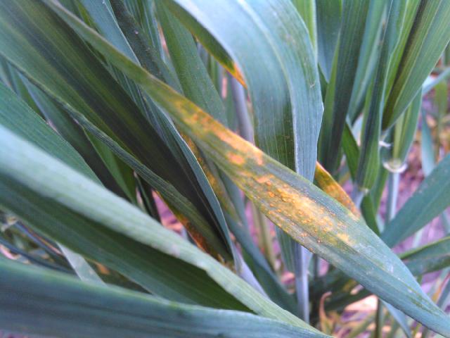 Puccinia recondita