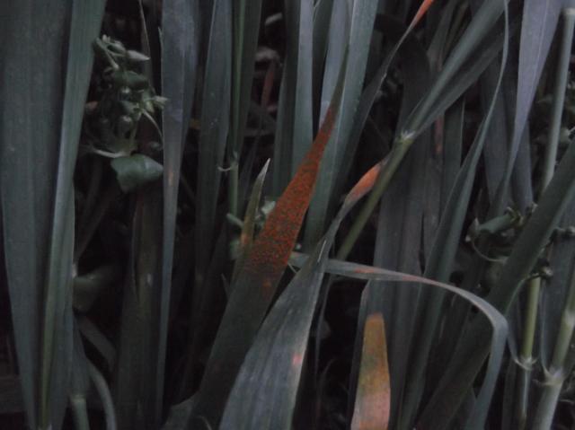 Puccinia sp.