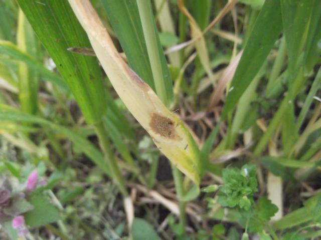 Septoria tritici