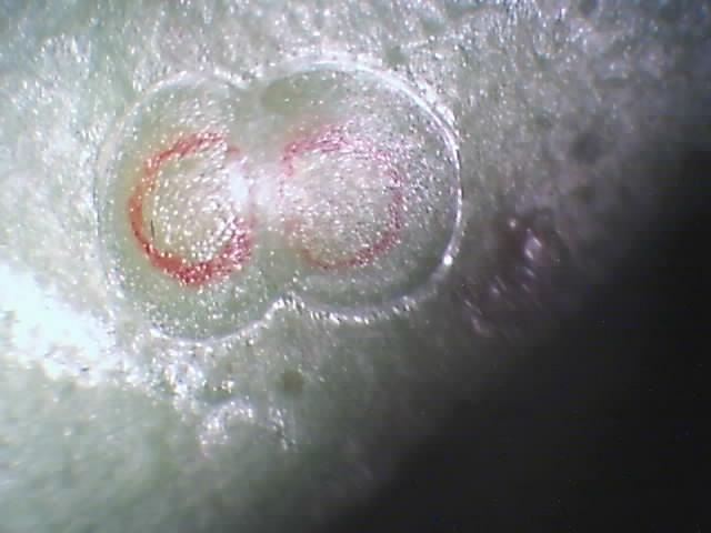 Laboratorijski pregled