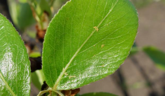 Cacopsylla eggs