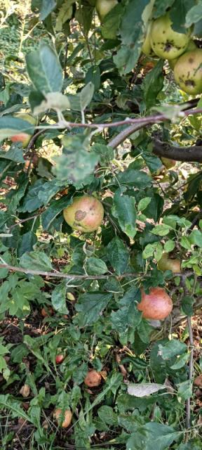 simptom čađave krastavosti jabuke