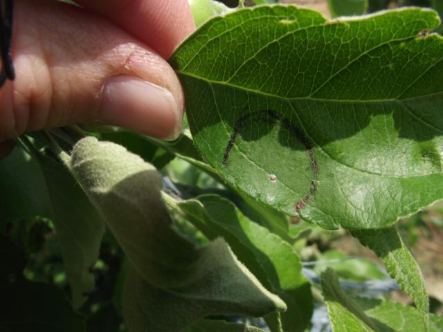jaje sa narandžastim oreolom jabukinog smotavca Carpocapsa pomonella-punkt Kljajićevo