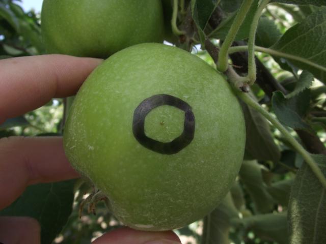 sveže položena jaja Carpocapsa pomonella -punkt Riđica 