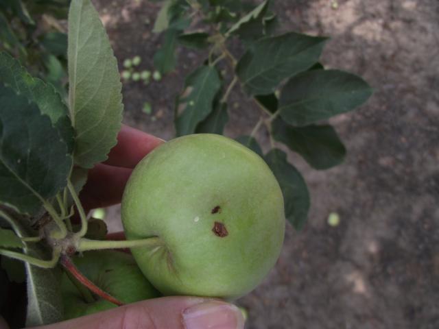 ubušenja u plodu od larve Carpocapsa pomonella -punkt Riđica