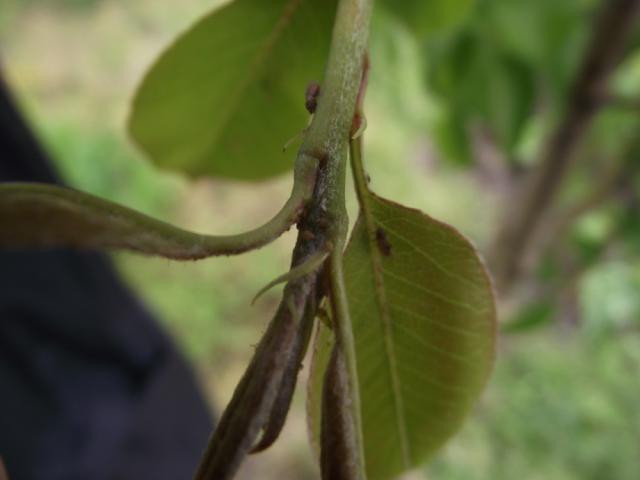 larva i imago kruškine buve Cacopsylla pyri -punkt Kljajićevo