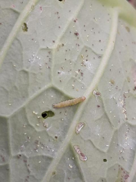 2019 02 07 larva kupusnog moljca -punkt Kupusina 