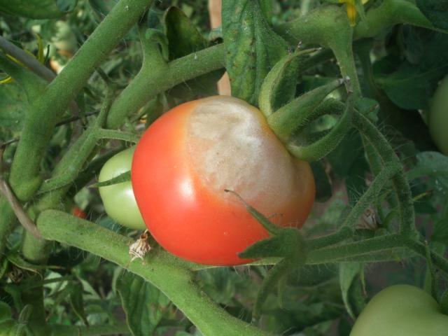 simptomi plamenjače paradajza na plodu