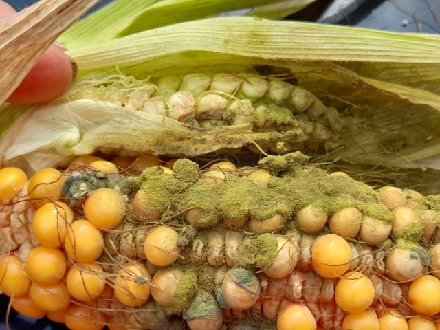 2022 25 08  A.flavus