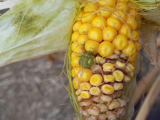 2022 25 08 A.flavus na klipu 