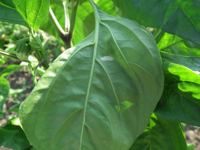 Ostrinia nubilalis, jajno leglo