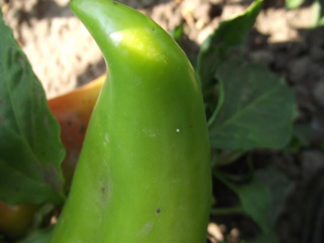 Helicoverpa armigera, jaje 