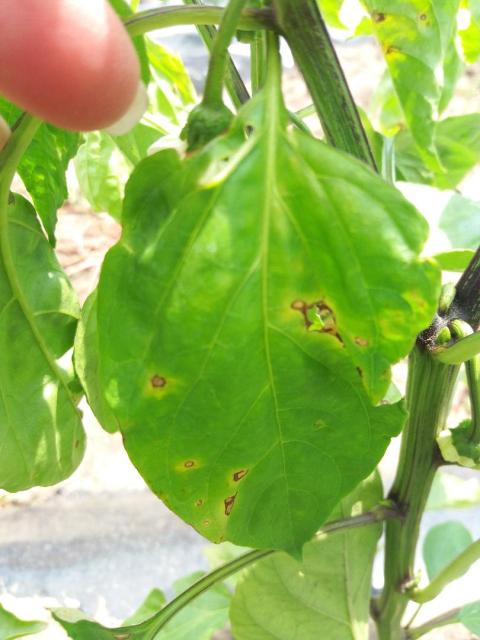 2018 03 07 bakterioze