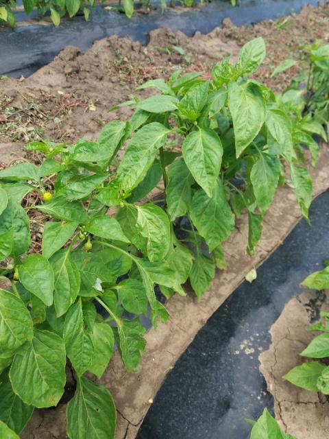 2018 03 07 fenofaza razvoja paprike 