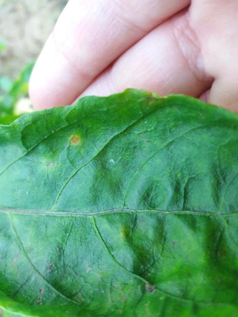 2018 paprika bakterioze