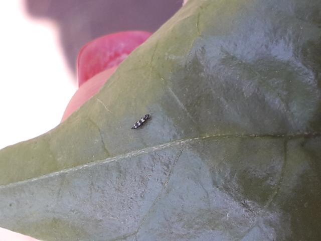 2019 08 07 imago tripsa na paprici