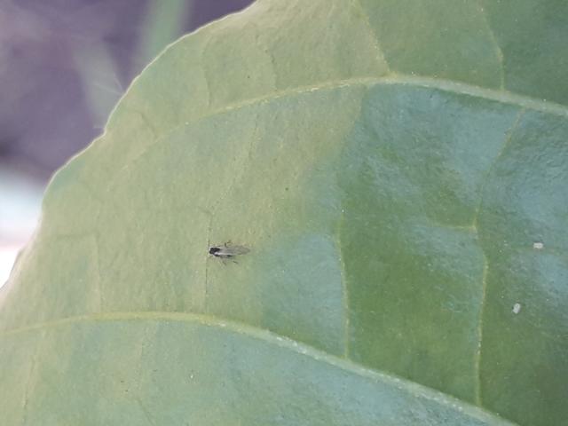 2019 08 07 vasi na paprici