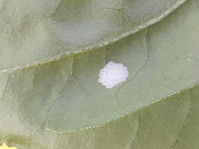 2020 30 07 ostrinia nubilalis -punkt Toplana 