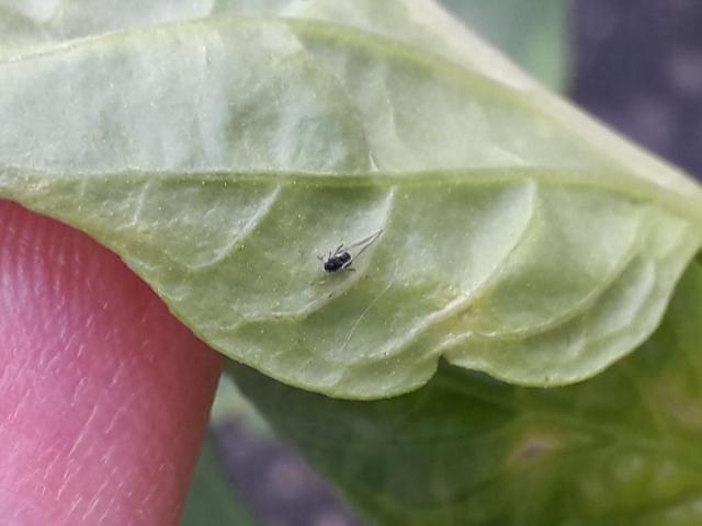 ‚2020 21 05 LISNE VAŠI