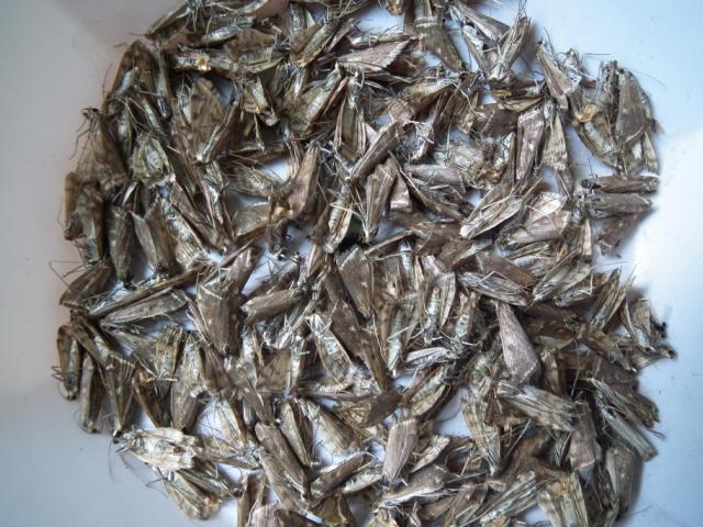 Loxostege sticticalis – metlica