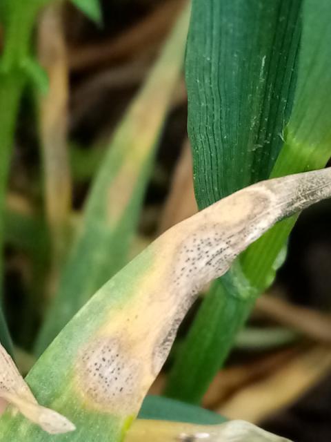 simptom sive pegavosti lista pšenice