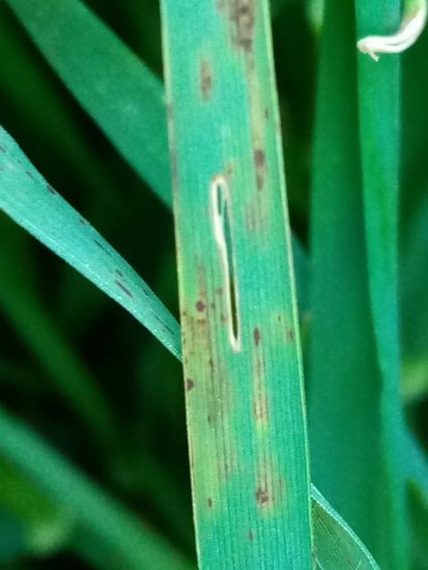 mrezasta pegavost ječma