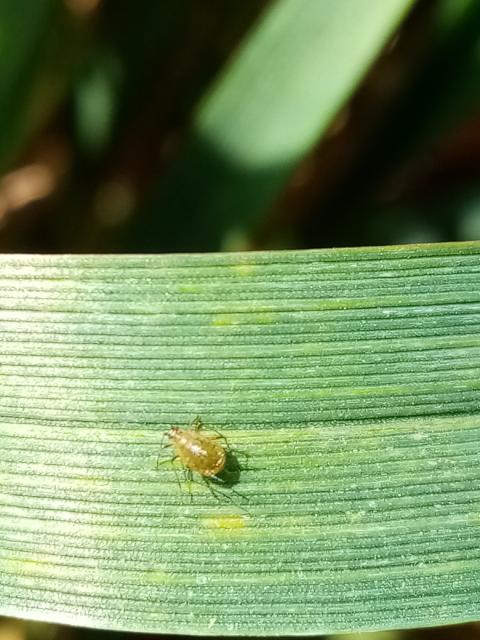 Lisna vaš na listu pšenice