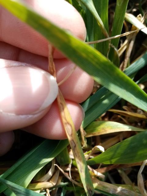 simptomi Septoria tritici na listu pšenice