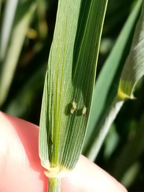 vaši na listu pšenice