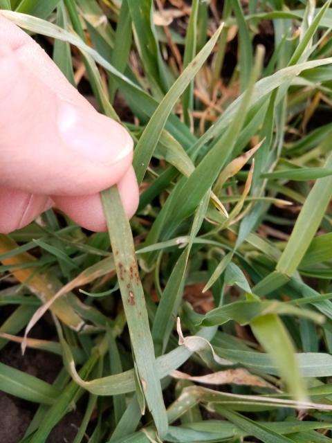 simptom sočivaste pegavosti na listu ječma