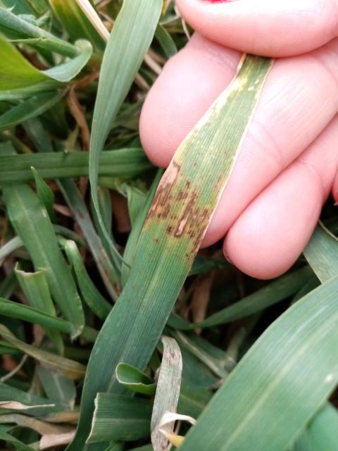 simptomi mrežaste pegavosti ječma