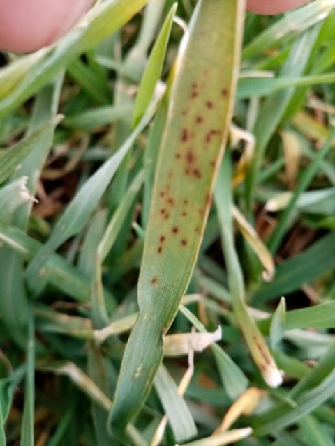 simptom ramulariozne pegavosti na listu ječma