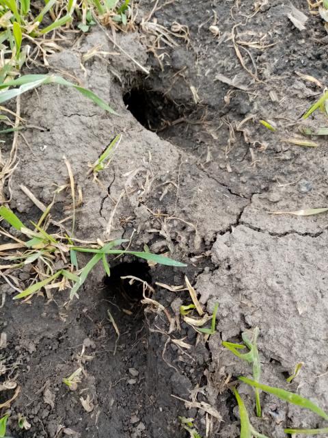 Aktivne rupe od glodara u pšenici