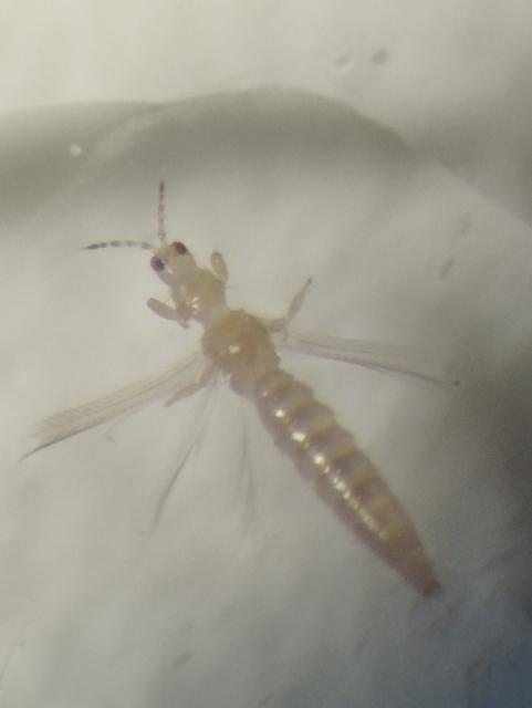 Thysanoptera,breskva