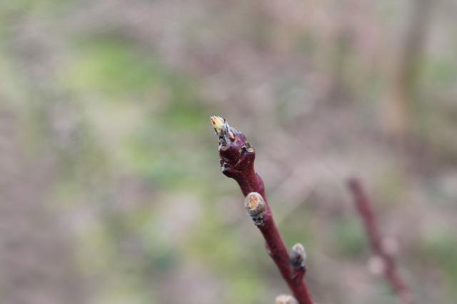 terminalni pupoljak, zelena tačka