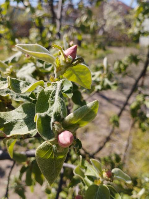 dunja,quince