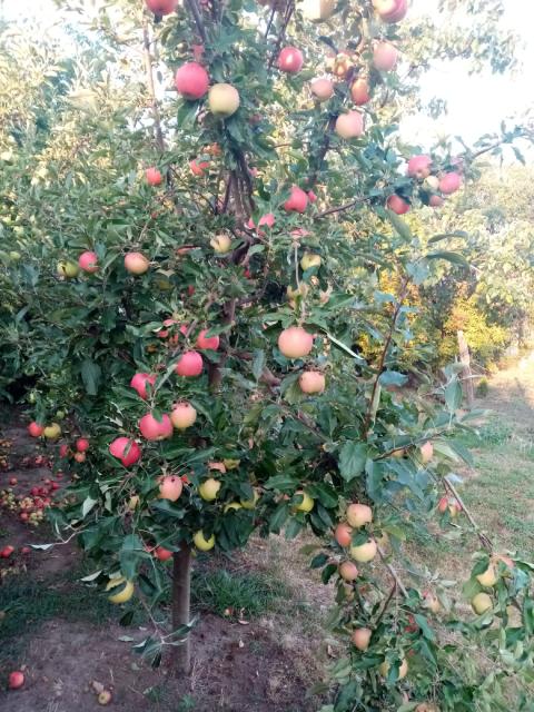 Fenofaza jabuke,apple