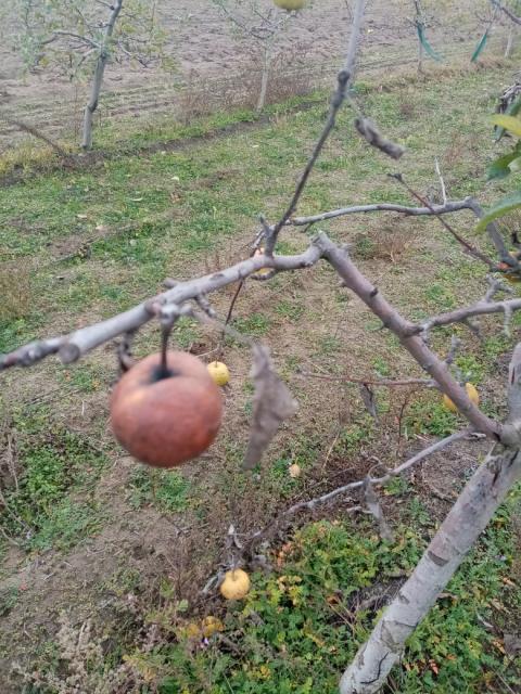 jabuka,apple