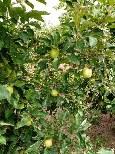 jabuka,apple