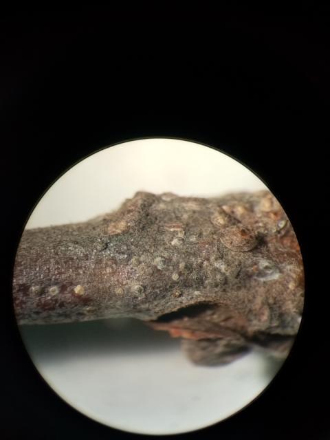 Quadrispidiotus perniciosus, jabuka,apple