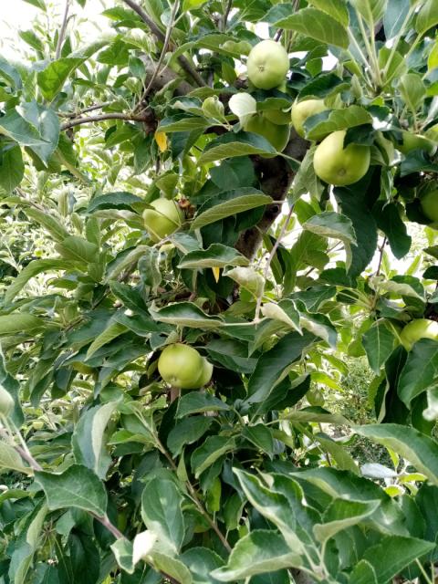 jabuka,apple