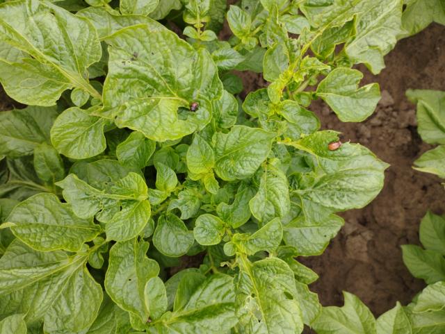 Leptinotarsa decemlineata,potato