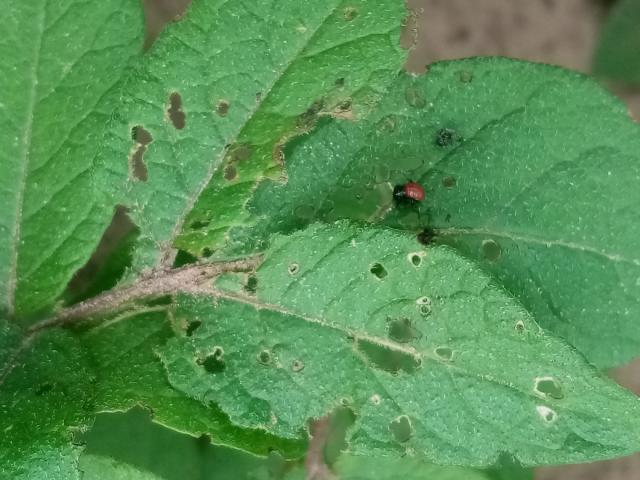 Leptinotarsa decemlineata - larva,krompir