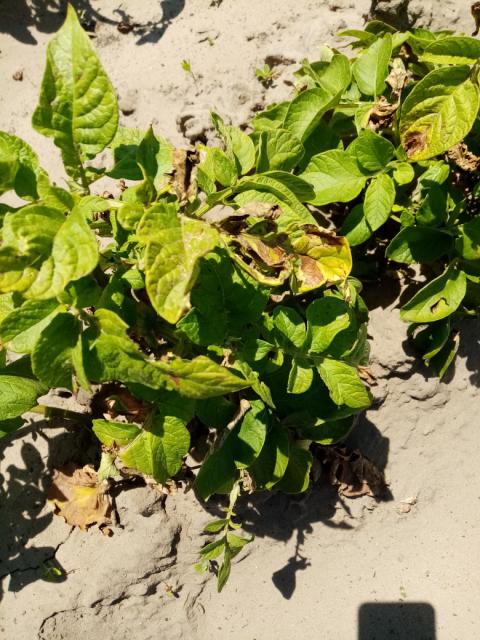 phytophtora infestans