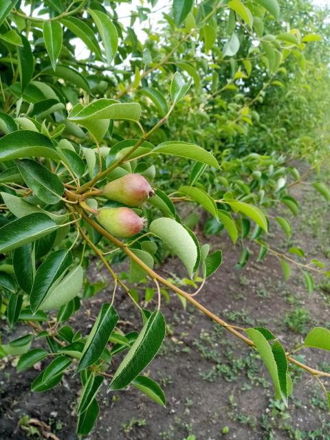 kruska,pear