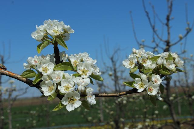 kruška, pear
