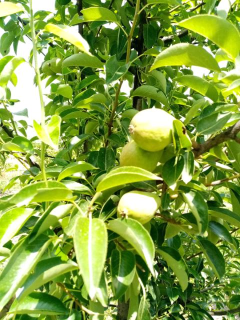 kruška,pear
