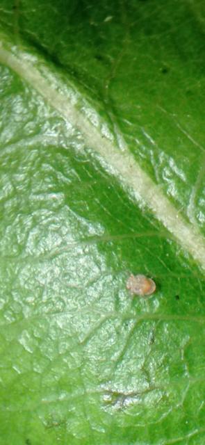 Larva cacopsylla pyri, kruška, pear