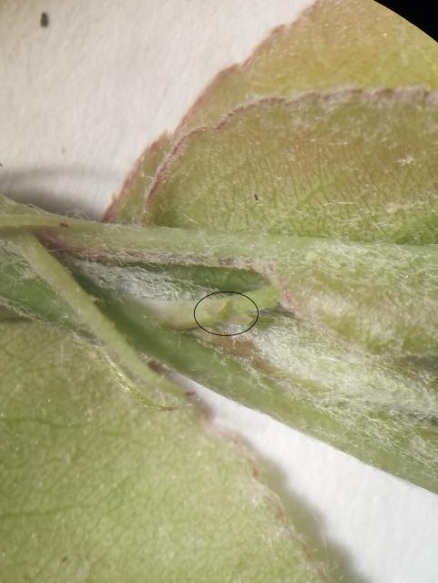 cacoopsylla piri